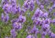 Is It Safe To Eat Lavender During Pregnancy?